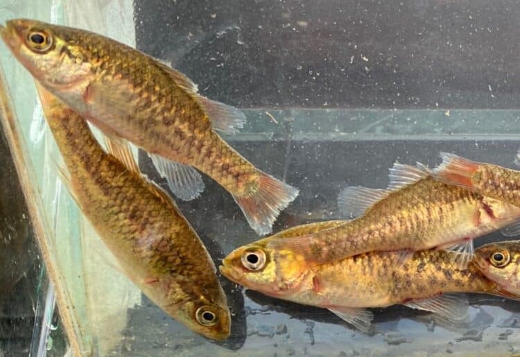 Flinders Pygmy Perch were one of the two relocated species as part of the sewer upgrade works. Photo: Aquatic Environmental, courtesy of Gippsland Water 